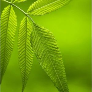 Meet your Posher, Damon